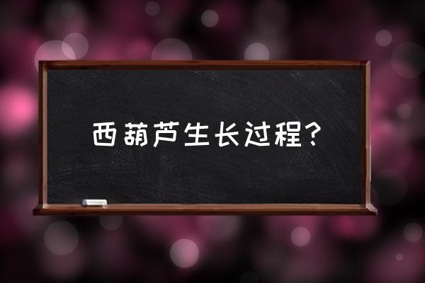 炒大瓜丝怎么炒好吃 西葫芦生长过程？