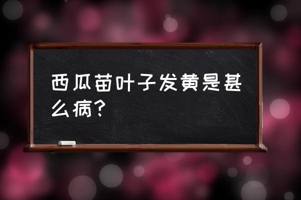 西瓜激素中毒怎么解决 西瓜苗叶子发黄是甚么病？