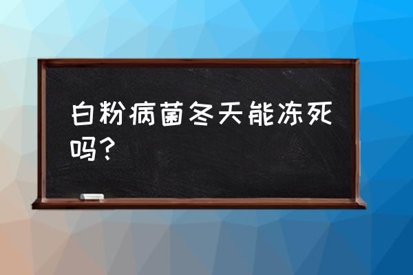 甜瓜的白粉病有什么药 白粉病菌冬天能冻死吗？