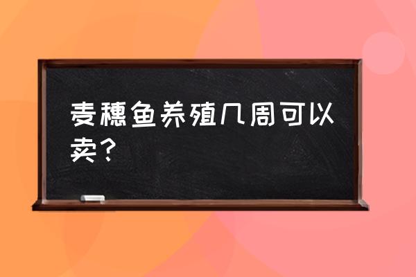 鸭嘴鱼销路怎么样 麦穗鱼养殖几周可以卖？