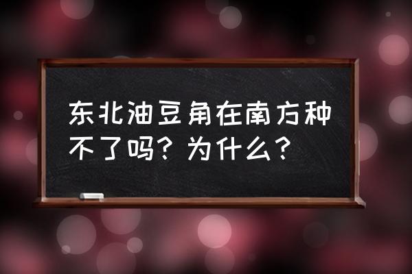 山海关菠萝叶饼的做法 东北油豆角在南方种不了吗？为什么？