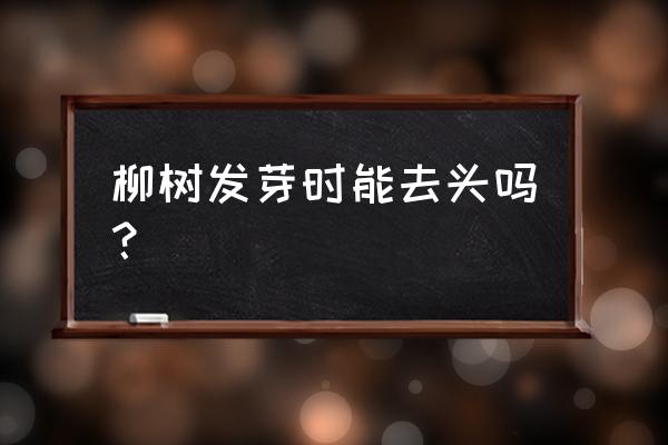 种柳树苗怎样管理正确 柳树发芽时能去头吗？