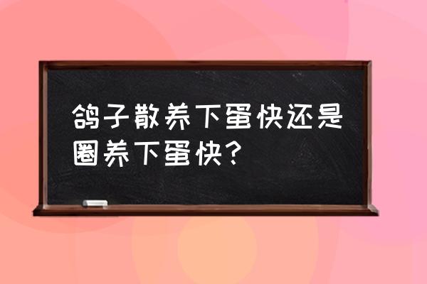 怎样让散养母鸡到固定地方下蛋 鸽子散养下蛋快还是圈养下蛋快？