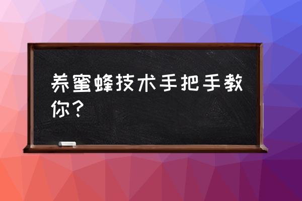 养蜜蜂的正确方法怎么喂养 养蜜蜂技术手把手教你？