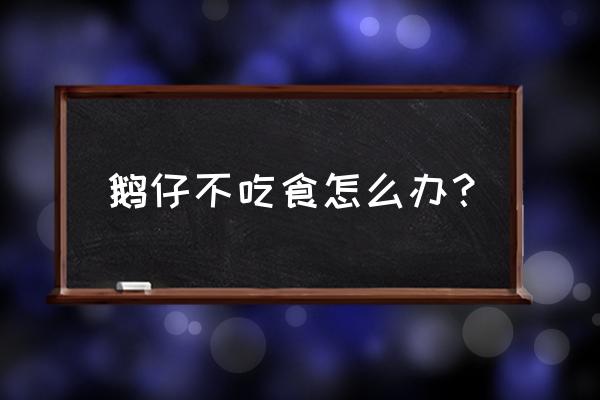 鹅病毒性肠炎解剖图 鹅仔不吃食怎么办？