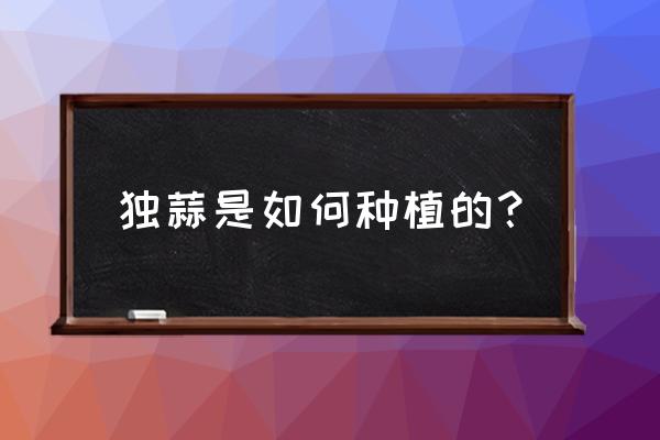 种蒜的正确方法室内土 独蒜是如何种植的？