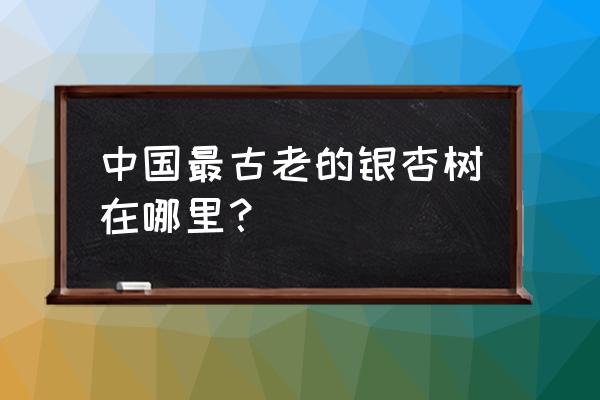 国内看银杏最好的地方 中国最古老的银杏树在哪里？