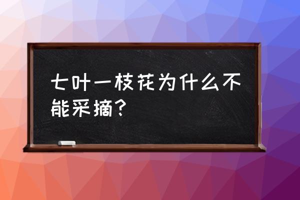 哪里收购七叶一枝花 七叶一枝花为什么不能采摘？