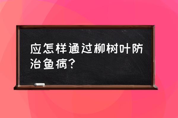 鱼病有哪些如何防治 应怎样通过柳树叶防治鱼病？