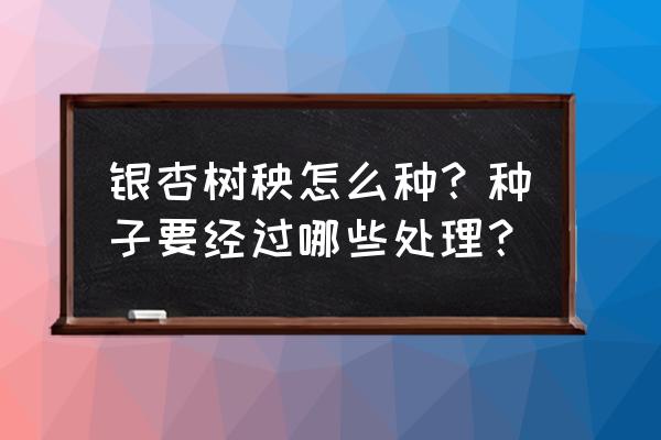 银杏种子怎么催芽 银杏树秧怎么种？种子要经过哪些处理？