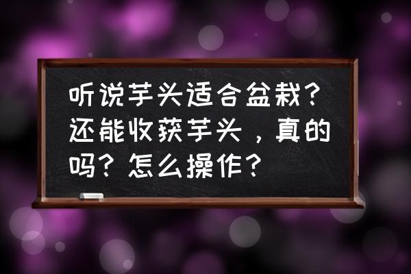 芋头能在阳台种植方法与管理 听说芋头适合盆栽？还能收获芋头，真的吗？怎么操作？