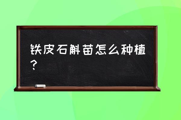 铁皮石斛最佳栽培方式 铁皮石斛苗怎么种植？