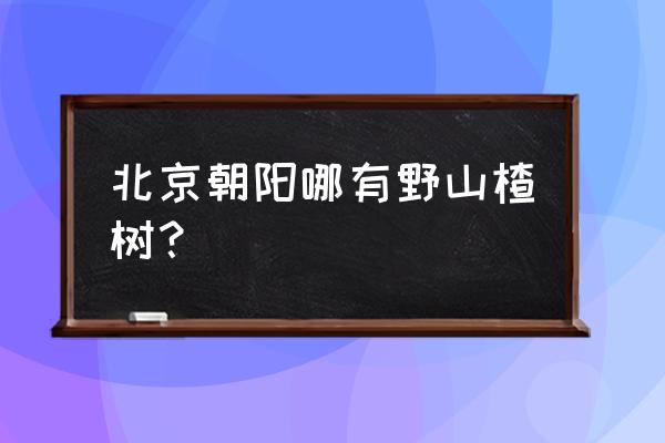 北京附近哪里有野冰 北京朝阳哪有野山楂树？