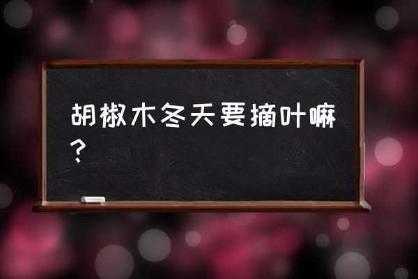 胡椒木叶子干枯掉光还能活吗 胡椒木冬天要摘叶嘛？