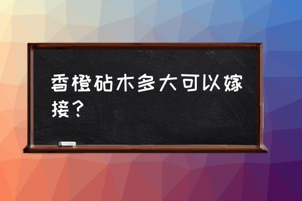 香橙砧木播种育苗技术 香橙砧木多大可以嫁接？