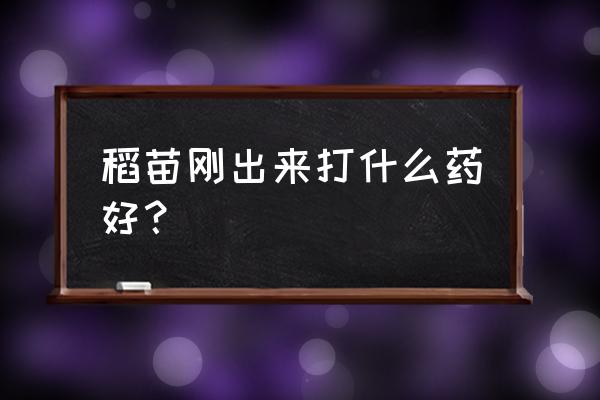 水稻苗插秧前的处理方法 稻苗刚出来打什么药好？