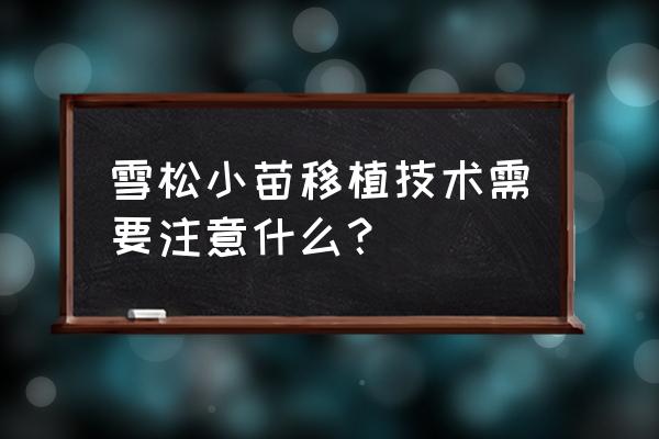 苗木移植的最新技术要点 雪松小苗移植技术需要注意什么？