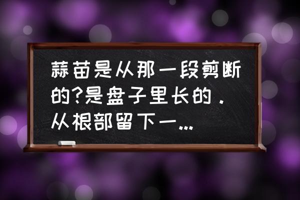 青蒜苗根可以种植吗怎么种 蒜苗是从那一段剪断的?是盘子里长的。从根部留下一厘米可以吗？