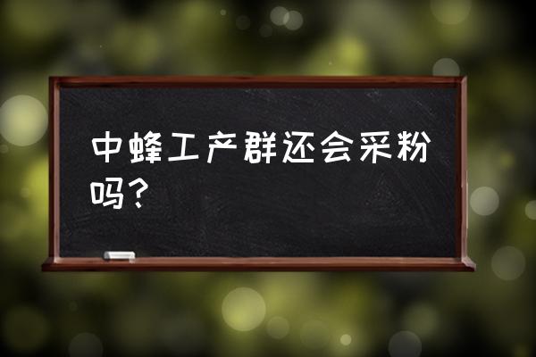 中蜂工产最佳解决方法 中蜂工产群还会采粉吗？