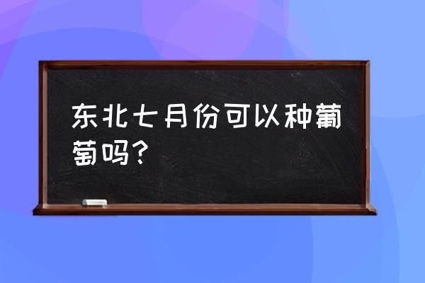 东北不下架葡萄有几种 东北七月份可以种葡萄吗？