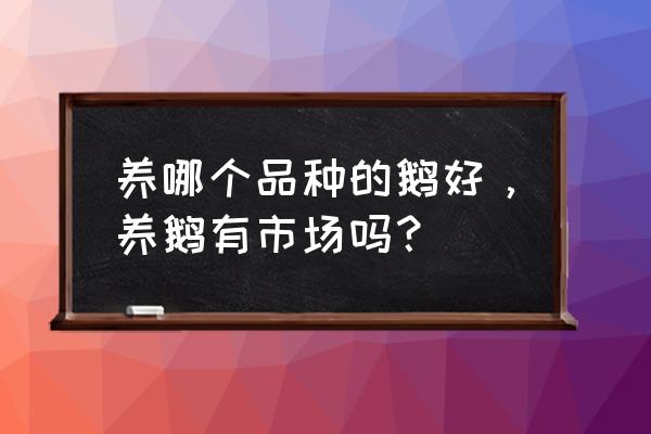 鹅宠物适合家养吗 养哪个品种的鹅好，养鹅有市场吗？