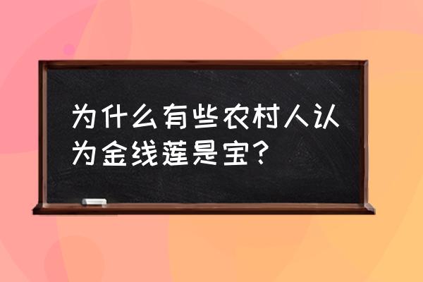 金线莲哪里的更好 为什么有些农村人认为金线莲是宝？