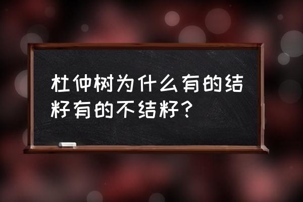 杜仲树什么样子图片大全 杜仲树为什么有的结籽有的不结籽？