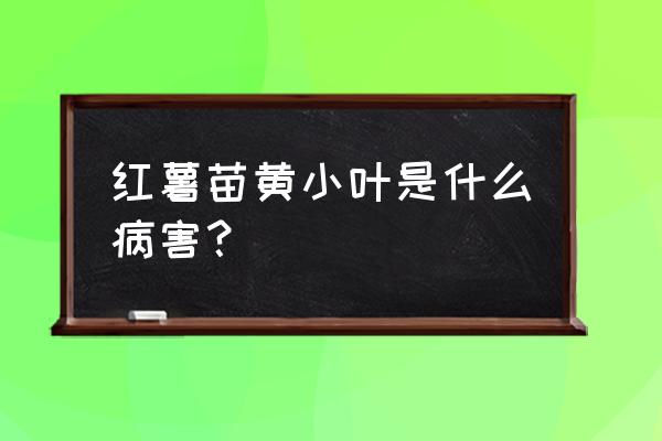 脱毒红薯的缺点 红薯苗黄小叶是什么病害？