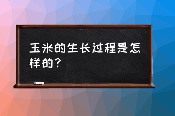 种子发芽过程是怎样的 玉米的生长过程是怎样的？