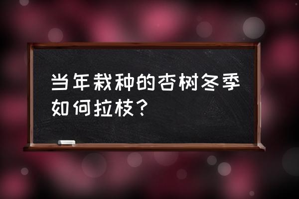 四年杏树秋冬剪枝正确方法 当年栽种的杏树冬季如何拉枝？