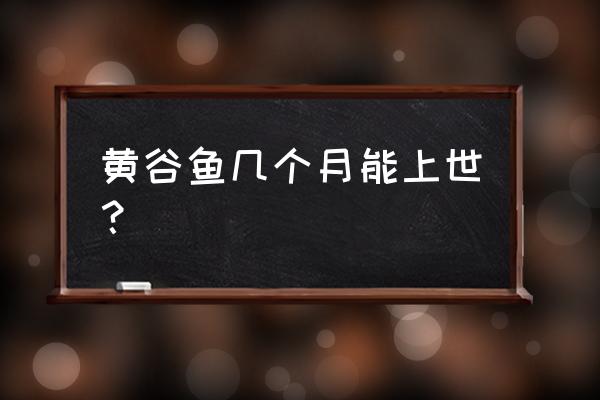 黄刺鱼养殖三年大概有多大 黄谷鱼几个月能上世？