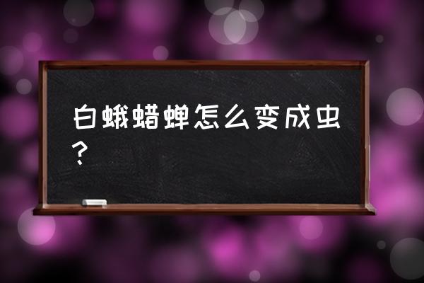 白蛾蜡蝉图片大全 白蛾蜡蝉怎么变成虫？