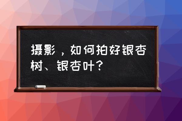 银杏叶拍照怎样摆姿势 摄影，如何拍好银杏树、银杏叶？