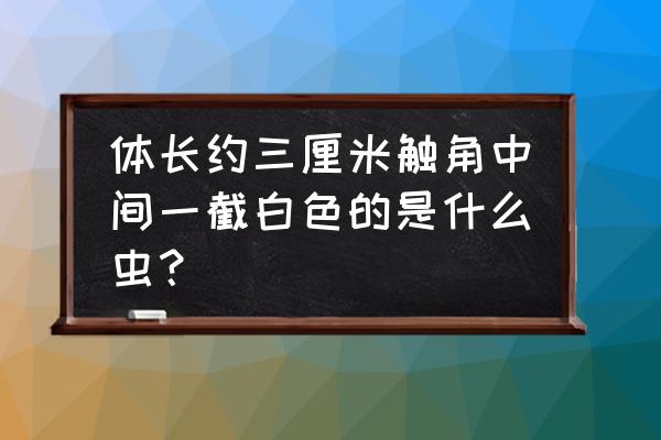 菜花上长白点是什么 体长约三厘米触角中间一截白色的是什么虫？