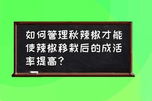 辣椒育苗到移栽怎么管理 如何管理秋辣椒才能使辣椒移栽后的成活率提高？