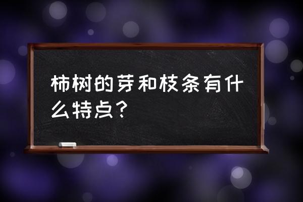 磨盘柿子和火晶柿子哪个好 柿树的芽和枝条有什么特点？