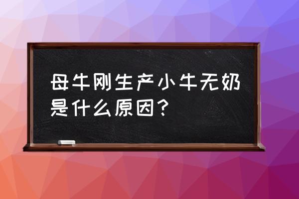 母牛奶水不足喂什么 母牛刚生产小牛无奶是什么原因？