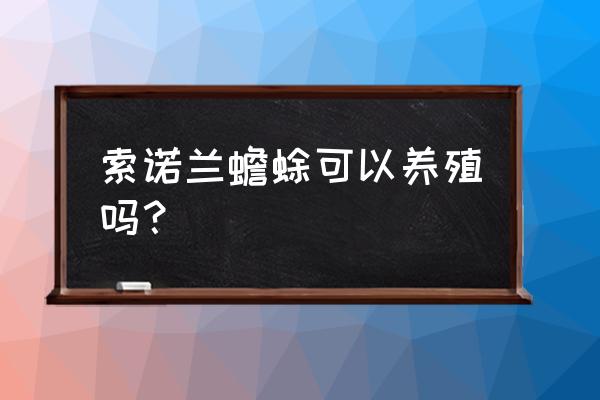 蟾蜍养殖技术工作图片真实 索诺兰蟾蜍可以养殖吗？