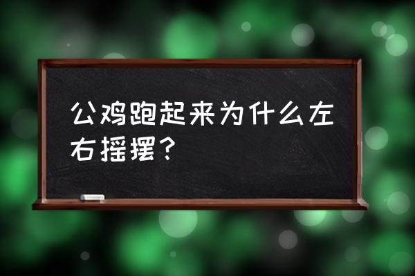 母鸡站不稳是得了什么病 公鸡跑起来为什么左右摇摆？