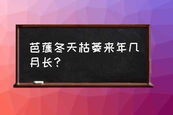 北方怎样盆栽芭蕉树最好 芭蕉冬天枯萎来年几月长？