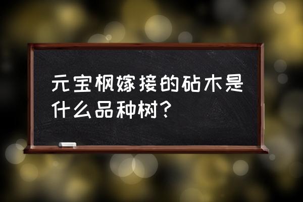 元宝枫嫁接的最佳时间 元宝枫嫁接的砧木是什么品种树？