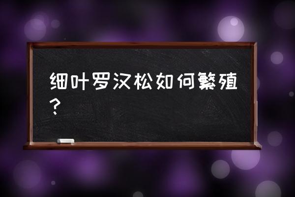 细叶铁繁殖太快怎么办 细叶罗汉松如何繁殖？