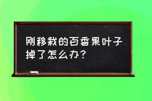 百香果烂根了能补救吗 刚移栽的百香果叶子掉了怎么办？