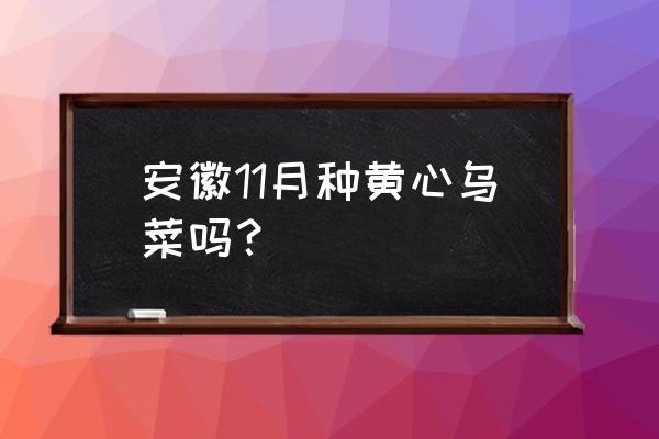 乌菜直接播种方法 安徽11月种黄心乌菜吗？