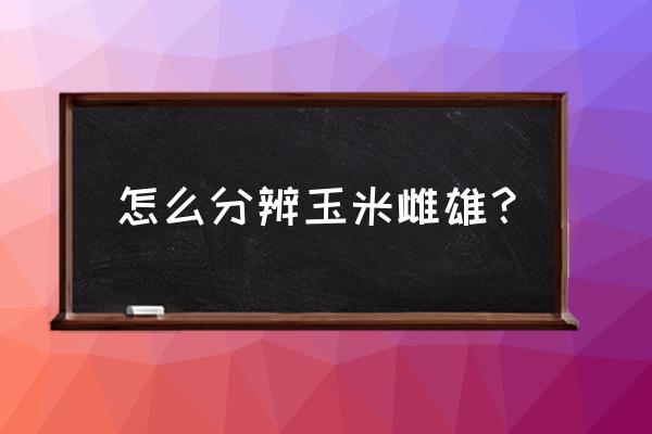 玉米雌花和雄花分别长在什么位置 怎么分辨玉米雌雄？