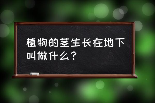 旱半夏的膨大期是什么时候 植物的茎生长在地下叫做什么？