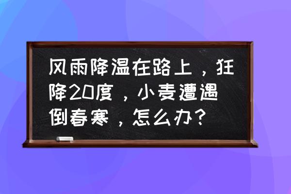 小麦冻害怎么快速解决 风雨降温在路上，狂降20度，小麦遭遇倒春寒，怎么办？