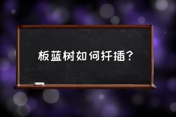 板蓝根常见病虫害防治 板蓝树如何扦插？