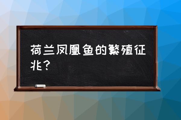 荷兰凤凰如何分辨公母 荷兰凤凰鱼的繁殖征兆？