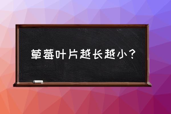 草莓缺钙怎么补救 草莓叶片越长越小？